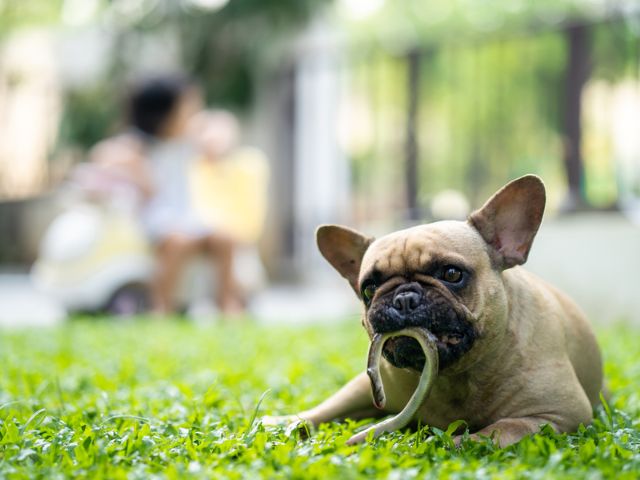 9 Cách Xua Đuổi Rắn Ra Khỏi Nhà Hiệu Quả Nhất, Không Còn Bén Mạng Tới