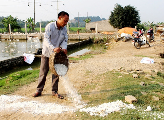 Quỳnh Lưu: Dịch lở mồm, long móng đã được khống chế