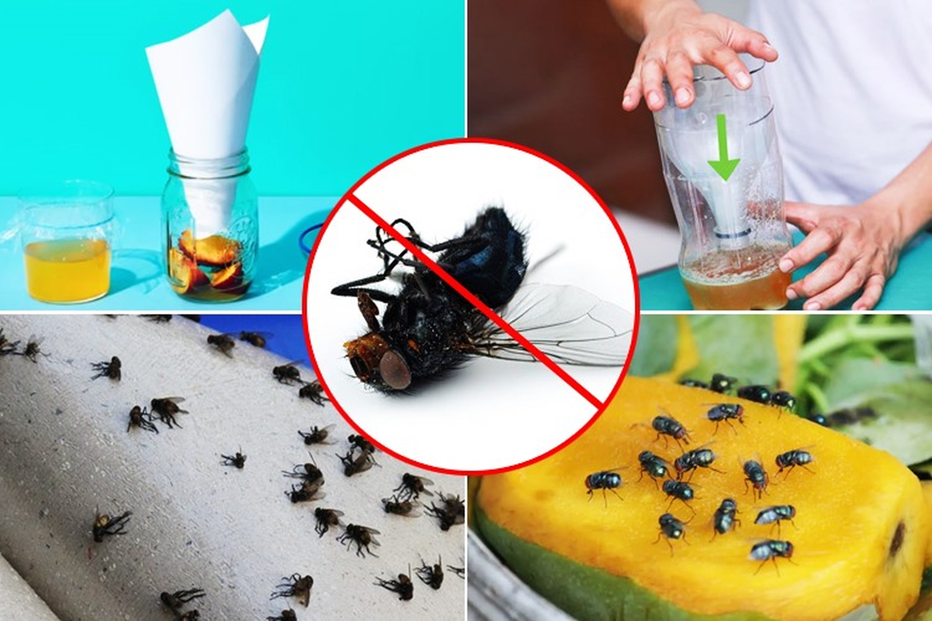 Đây mới là cách đuổi ruồi ra khỏi nhà nhanh chóng, hiệu quả