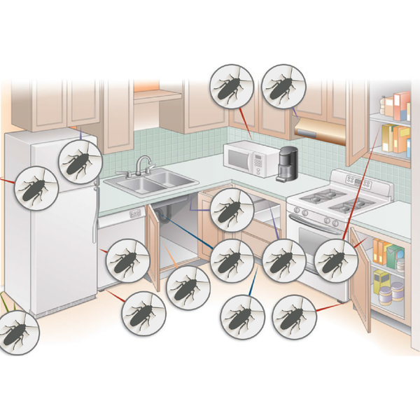 gián Đức trú ngụ nơi nóng ẩm