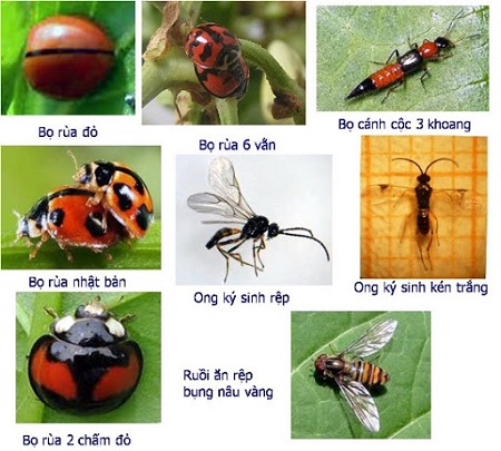 NHỮNG LOÀI CÔN TRÙNG CÓ LỢI CÓ CÂY TRỒNG BÀ CON NÔNG DÂN CẦN BIẾT